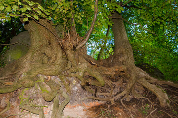 Fototapeta premium Old trees and roots in the Mount of Somlo