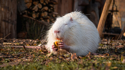White nutria sits on the ground and eats a piece of apple toward the camera lens. Close-up portrait of albino nutria on a sunny fall day.	