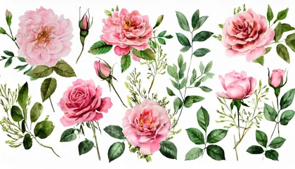 Fotobehang watercolor arrangements with garden roses collection pink flowers leaves branches botanic illustration isolated on white background © William