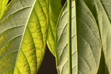 Detail shot of tropical avocado leaves, close up. Avocado seedling growing in a home garden.