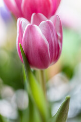 close-up of variegated purple and white tulips