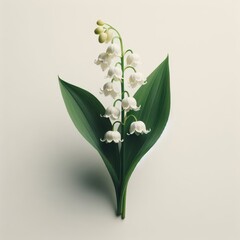 lily of the valley is a kind of perennial herbaceous plant known as may bells our lady s tears and mary s tears
