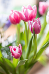 Tulips pink. A pair of pink tulips in a gentle embrace. A spring blurring background with bright tulips vertically . Macro. Tulipa. Liliaceae Family. Copy space