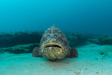 scuba diving photos, goliath grouper, west palm beach, fl