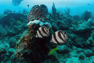 Fototapeta na wymiar scuba diving photos, west palm beach, fl