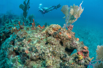 Naklejka na ściany i meble scuba diving photos, west palm beach, fl