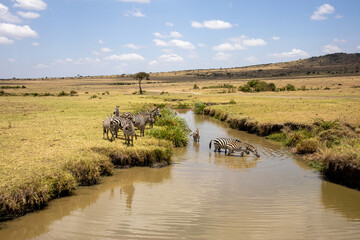 A group of zebras drinking water from a river under the blue sky in Kenya, Africa