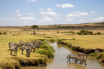 A group of zebras drinking water from a river under the blue sky in Kenya, Africa