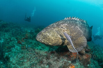 scuba diving photos, goliath grouper, west palm beach, fl