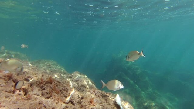 Underwater footage in Mediterranean sea with saddled seabreams (oblades)