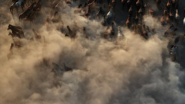 Wild Yılki Horses in a Cloud of Dust
Drone Video, Hürmetçi Village Hacılar, Kayseri Turkey (Turkey)