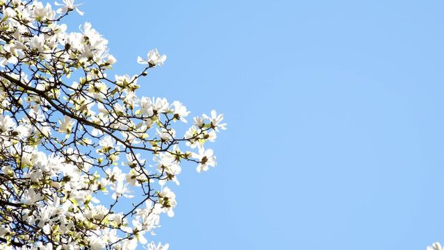 cherry blossom tree white flowers springtime spring scenery background nature blue sky sunny summer branches organic agriculture flying bees pollen. High quality 4k footage