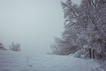 Frosty trees on a snow capped meadow. Row of trees after a fresh dose of snow in winter. Cloudy day.