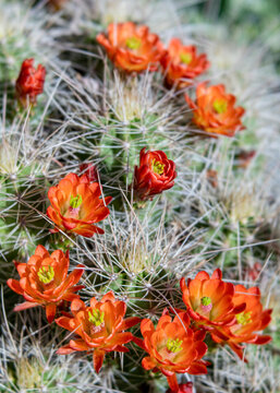 Orange-Red White Sands Claret Cup Cactus Flowers