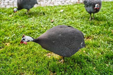 Guinea fowls are plentiful on the grounds of the Dolmabahce palace in Istanbul,Turkey