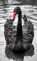 Fototapeta premium Trauerschwan. 