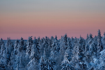 Carpet of snowy coniferous forest under dawn pink frosty fog.