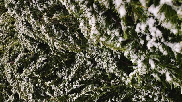 Snow falls on the background of a green bush. Vertical video.