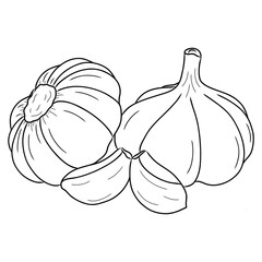 illustration of garlic