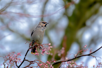 Waxwing, Bombycilla garrulus, perched in Rowan tree