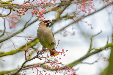 Waxwing, Bombycilla garrulus, perched in Rowan tree