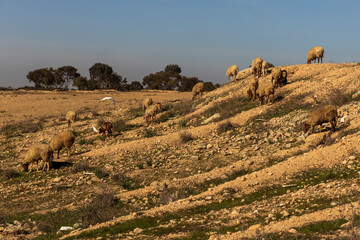 Sheep and their shadows on a mountainside in the midday sun. Negev Desert.