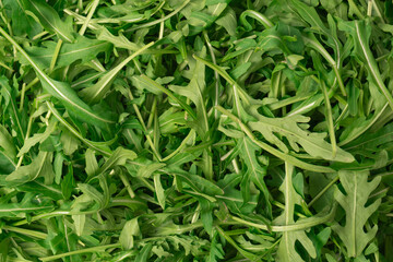 Fresh leaves of arugula as a background.