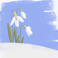 Snowdrops (Galanthus) are the first flowers of spring.
