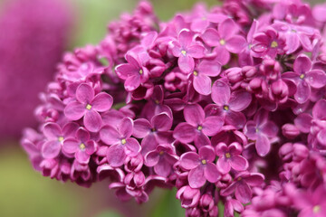 Blossoming pink and purple lilac branch in spring garden. Branch of lilac flowers with green leaves. Floral natural background. Beautiful spring flowers. Pink lilac flowers on the bush. Summer time 