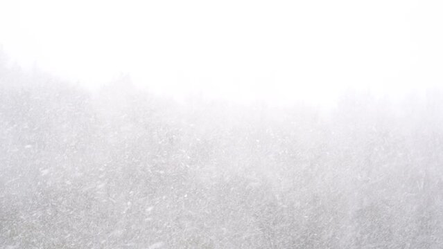 Heavy snowfall on a winter day. Soft focus on falling snow with forest in the background. Weather forecast for snowstorm and blizzard concept.