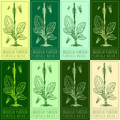 Set of vector drawings of BROADLEAF PLANTAIN in different colors. Hand drawn illustration. Latin name PLANTAGO MAJOR L.