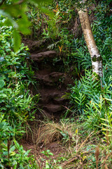 trees in a forest of hawaii 