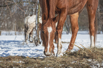 Horses eat hay in winter. Feeding horses in winter. Sunny winter day, real scene