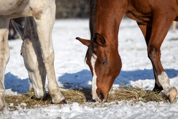 Horses eat hay in winter. Feeding horses in winter. Sunny winter day, real scene