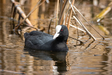 Eurasian coot (Fulica atra), common coot swims in calm water toward the camera lens on a spring...
