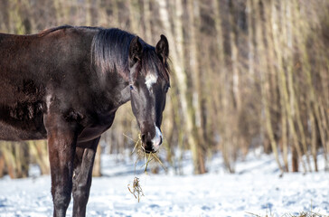 Portrait of a black horse against the background of the forest on a cold, snowy, winter day