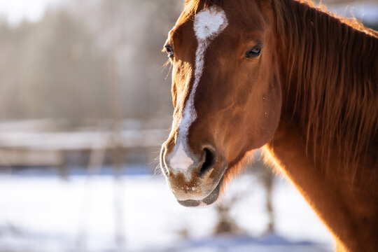 Portrait of a beautiful chestnut horse in winter in the sun © Ella