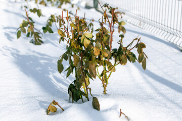 Protecting young roses in winter. Gardening frost protection
​