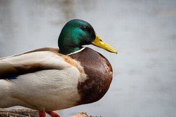 A male Mallard rests near the lake on a sunny spring day.  Close-up portrait of a male mallard with grey water background and copyspace.