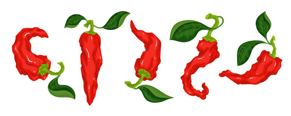 Set of ripe red chili peppers. Vector graphics.