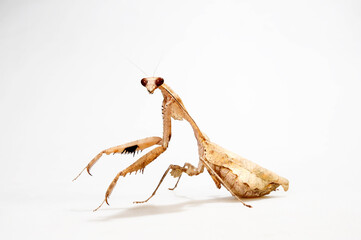 Weißes Totes Blatt - Gottesanbeterin // Dead leaf mantis (Deroplatys trigonodera)
 - obrazy, fototapety, plakaty