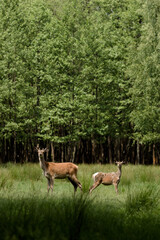 Naklejka na ściany i meble Two Deer Amidst the Lush Greenery of a Tranquil Forest
