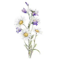Watercolor Daisy and bluebell. Hand drawn illustration of Chamomile and little violet bell. bouquet of white blossom flowers on isolated background. Drawing botanical clipart. Painted wildflowers.