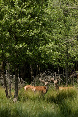 Two Deers Amidst the Lush Green Forest, Nature Harmony