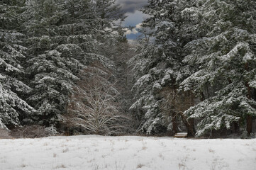 Winter Snow covers fir trees and a small handmade bench in this forest in the Pacific Northwest.  Idyllic scene of a classic northwest snowfall deep in a forest environment. 