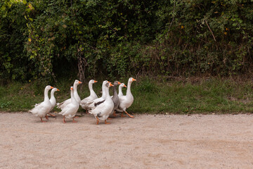 Nature s March: A Flock of White Geese on a Dirt Path