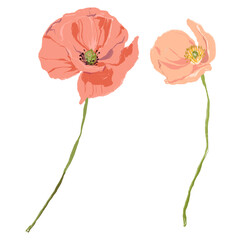 Watercolor abstract flower set of red poppy and bud. Hand painted floral elements of wildflowers isolated on white background. Holiday Illustration for design, print, fabric or background.
