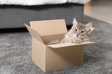 Cute fluffy cat in cardboard box on carpet at home