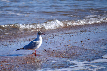 Grey seagull close-up on the background of the sea, sunny day, walk