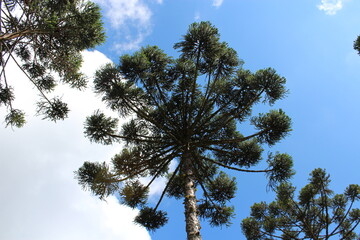 Araucária no paraná